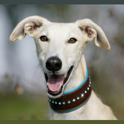 Greyhound dog collar